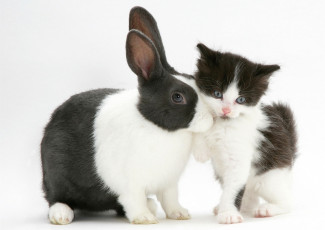 обоя животные, разные вместе, черно-белый, пятнистый, котенок, кролик