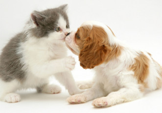 обоя животные, разные вместе, спаниель, щенок, поцелуй, котенок