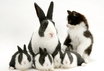 Картинка животные разные+вместе черно-белый пятнистый котенок кролики