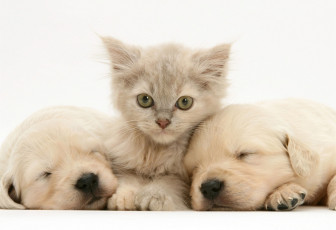 Картинка животные разные+вместе котенк лабрадор щенки