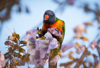 Картинка животные попугаи попугай цветы