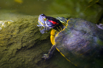 Картинка животные Черепахи камень вода голова черепаха