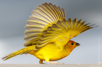 Картинка животные птицы птица