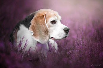 Картинка животные собаки взгляд окрас цветы собака