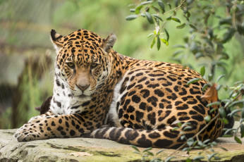 Картинка животные Ягуары кошка животное ягуар отдых природа