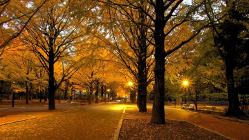 Картинка природа парк листопад осень фонари аллеи