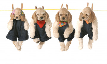 Картинка животные собаки девочка милые мальчики одежда спаниель прищепки щенки