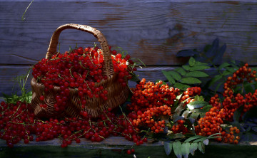 Картинка рисованное еда рябина натюрморт лето красная смородина ягоды корзинка