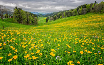 Картинка природа луга трава поле холмы цветы цветение