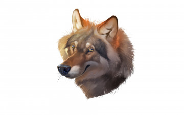 Картинка рисованное минимализм взгляд морда волк