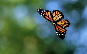 Картинка животные бабочки +мотыльки +моли бабочка монарх полет