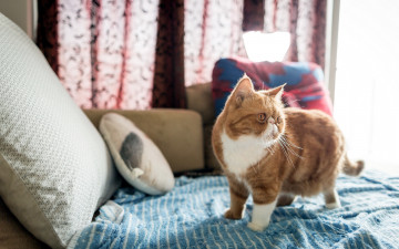 Картинка животные коты подушка постель