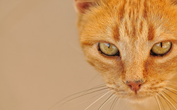 Картинка животные коты взгляд морда рыжий цвет