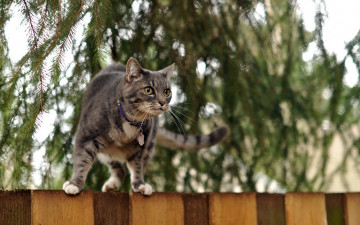 Картинка животные коты забор дерево ошейник