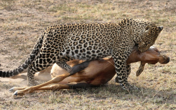 Картинка животные леопарды животное охота добыча
