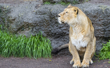 Картинка животные львы растения профиль