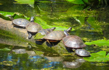 Картинка животные Черепахи черепахи