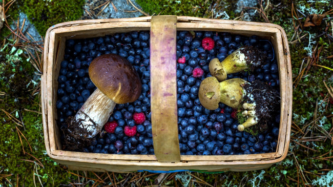 Обои картинки фото еда, разное, лукошко, боровики, малина, черника, грибы, ягоды