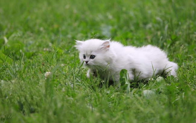 Обои картинки фото животные, коты, трава, белый, цвет