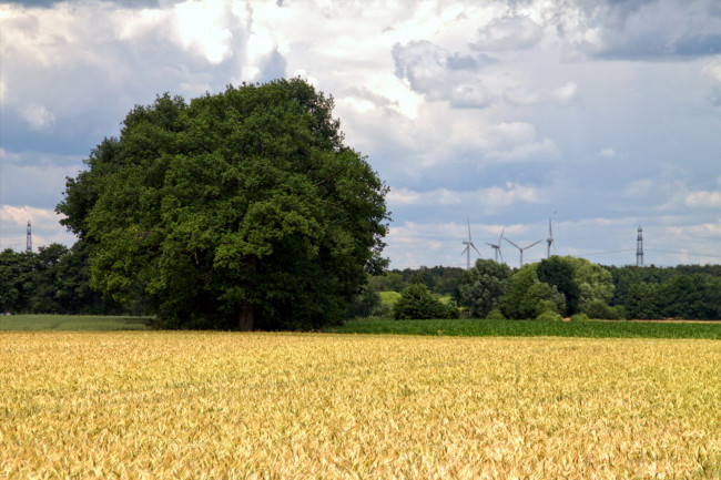 Обои картинки фото природа, поля, дерево, лето, поле