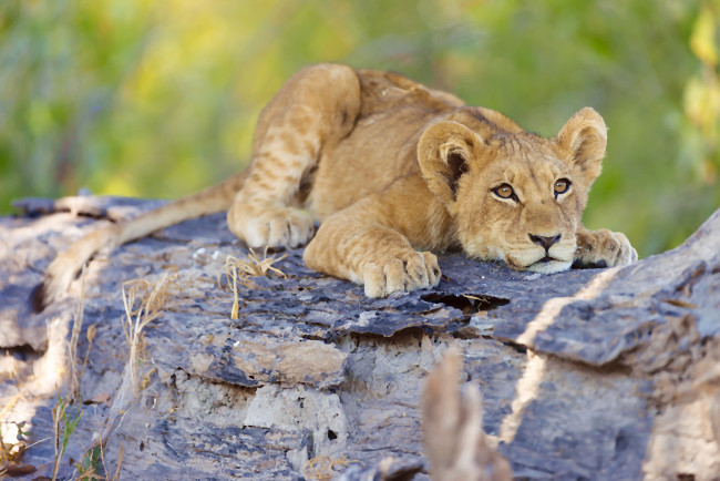 Обои картинки фото рисованное, животные, окаванго, лев, буш, ботсвана, африка