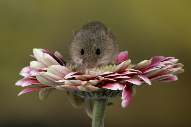 Обои картинки фото животные, крысы,  мыши, цветы, хвостик, мышь