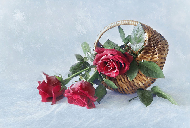 Обои картинки фото рисованное, цветы, снег, розы, натюрморт, корзина, зима