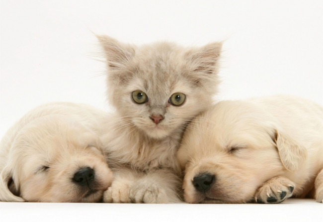 Обои картинки фото животные, разные вместе, котенк, лабрадор, щенки