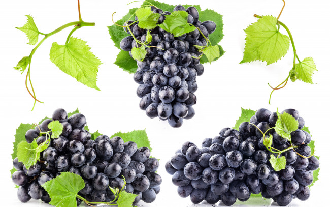Обои картинки фото еда, виноград, капли, грозди, белый, фон, чёрный, листья, мокрый