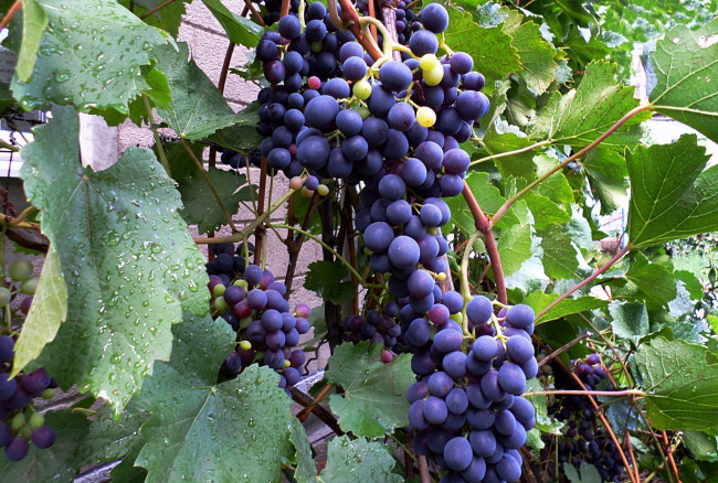 Обои картинки фото природа, Ягоды,  виноград, виноград, дождик