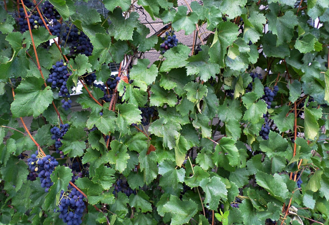 Обои картинки фото природа, Ягоды,  виноград, капли, виноград