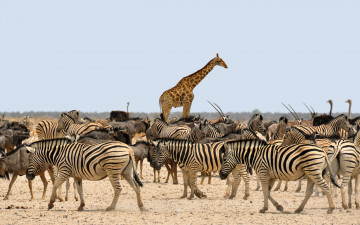 обоя животные, разные вместе, жираф, gnu, зебра, африка, намибия