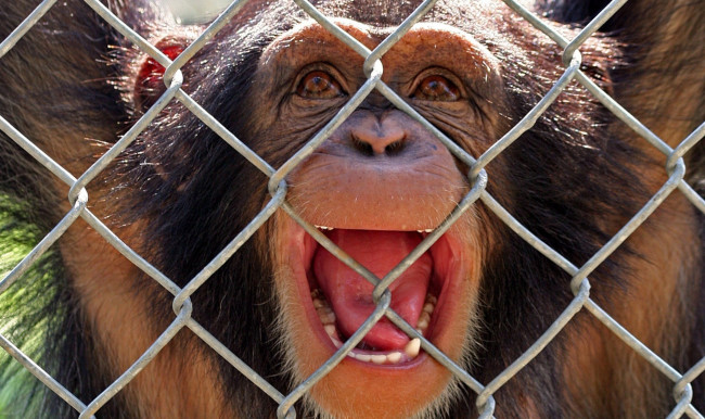 Обои картинки фото животные, обезьяны, решетка, шимпанзе