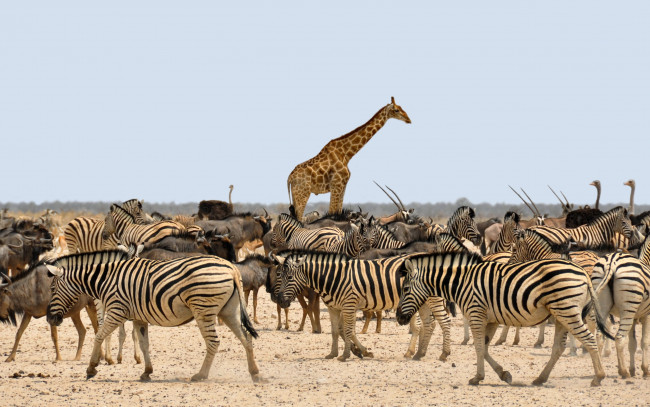 Обои картинки фото животные, разные вместе, жираф, gnu, зебра, африка, намибия