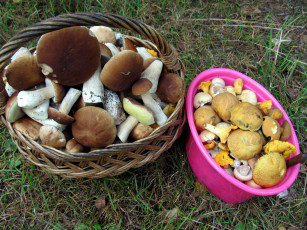 Картинка еда грибы +грибные+блюда боровики моховики