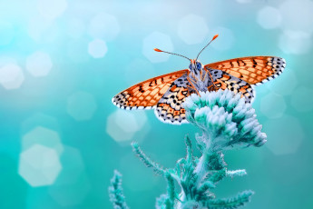 Картинка бабочка животные бабочки +мотыльки +моли цветок макро насекомое бирюзовый фон