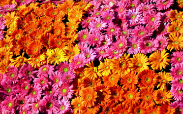 Картинка цветы герберы разноцветные много