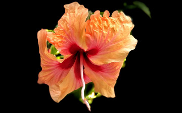 Картинка цветы гибискусы персиковый гибискус макро