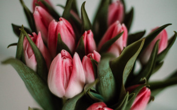 Картинка цветы тюльпаны бутоны розовые букет
