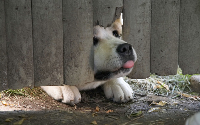 Обои картинки фото кино фильмы, hachiko,  a dogs story, собака, язык, забор
