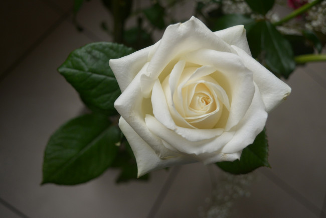Обои картинки фото цветы, розы, белая, роза, макро