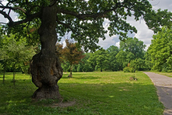 Картинка природа деревья облака трава дорожка парк