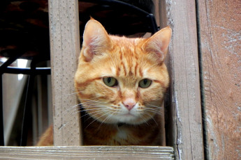 Картинка животные коты рыжий окно