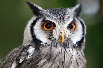 Картинка животные совы серый взгляд глаза