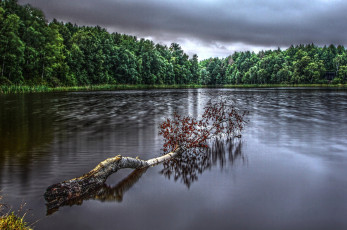 Картинка природа реки озера береза вода лес