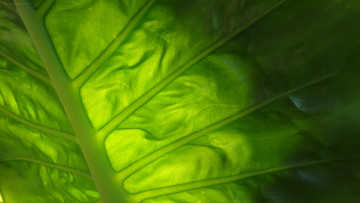 Картинка разное текстуры лист зелёный