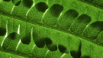 Картинка разное текстуры листья зелёный