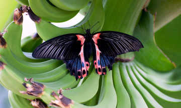 Картинка животные бабочки крылья бананы