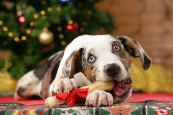 Картинка новогоднее угощение животные собаки бантик кость елка собака