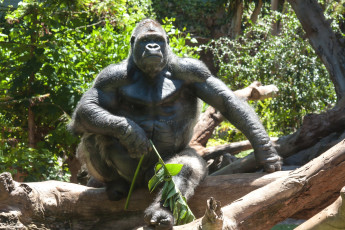 Картинка животные обезьяны величие поза горилла